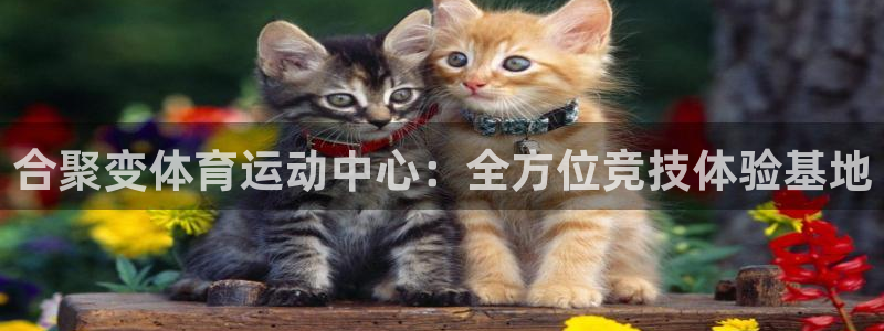 3377体育退款最新政策：合聚变体育